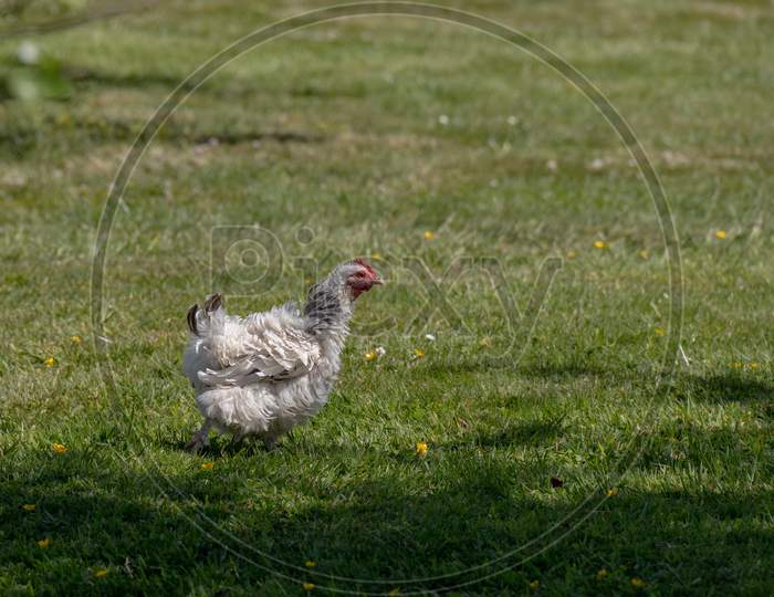 Unusual Chicken In A Garden Near Ardingly