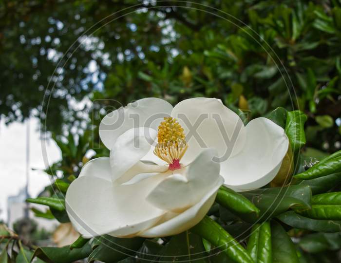Magnolia Tree Flowering In Istanbul