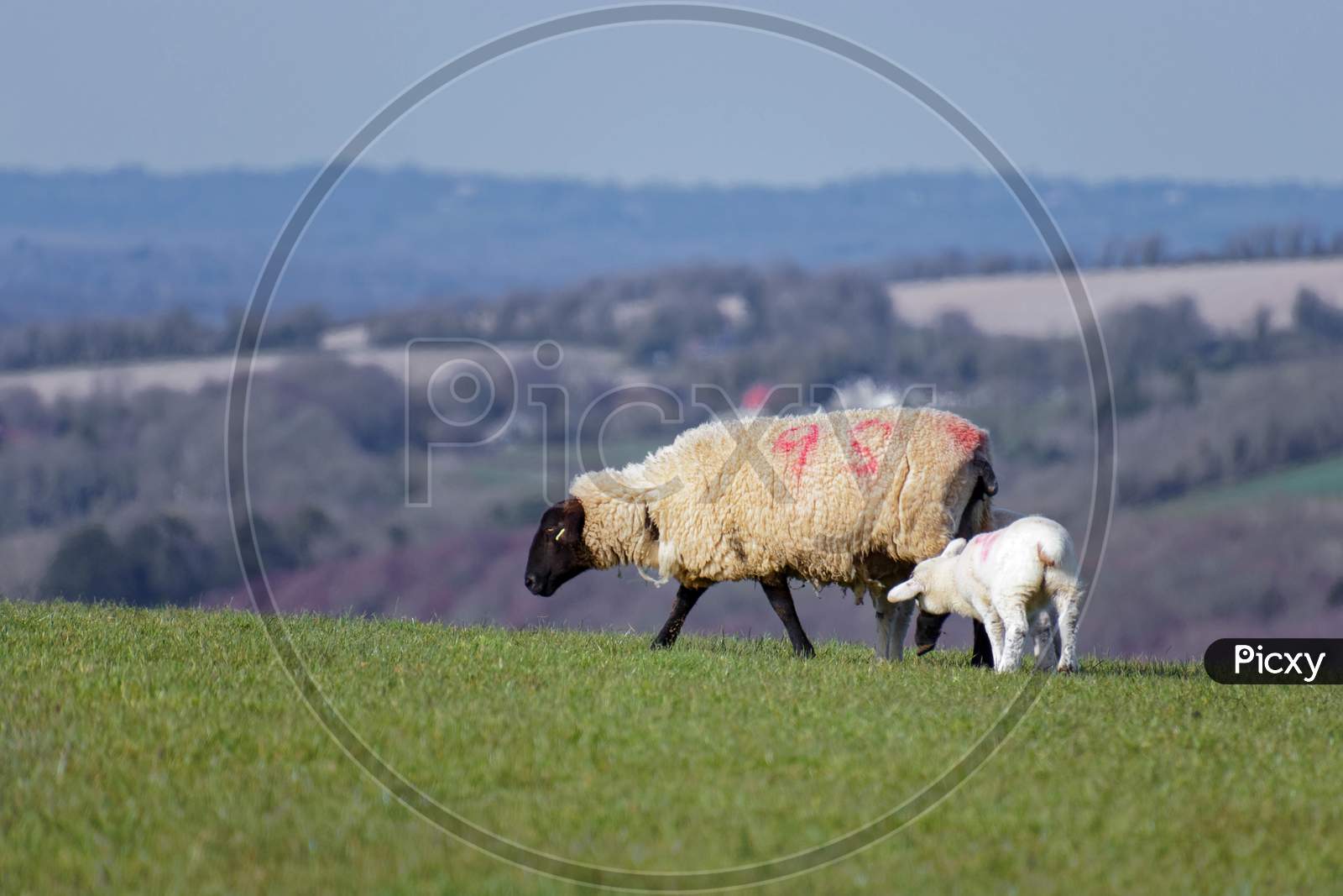 Sheep At Home On The South Downs In Sussex