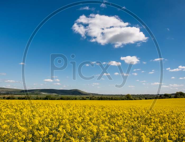 Rapeseed In The Rolling Sussex Countryside