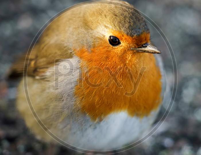 Robin (Erithacus Rubecula) On The Ground