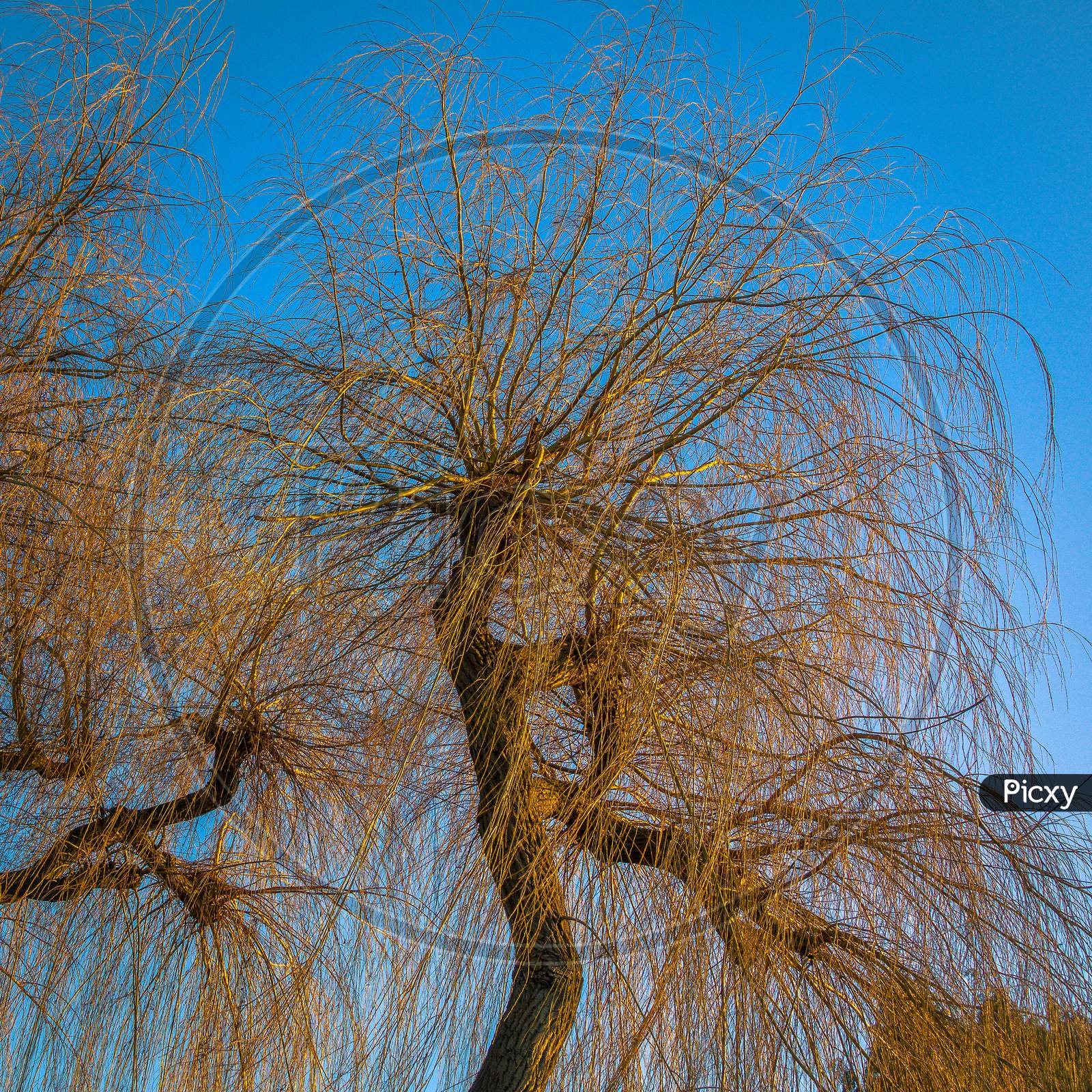 Golden Winter Evening Light Falling On Some Willow Trees