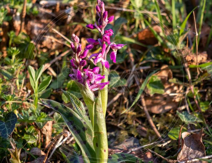 Early Purple Orchid (Orchis Mascula) Flowering Near East Grinstead