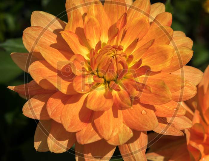 Orange Dahlia In Full Bloom
