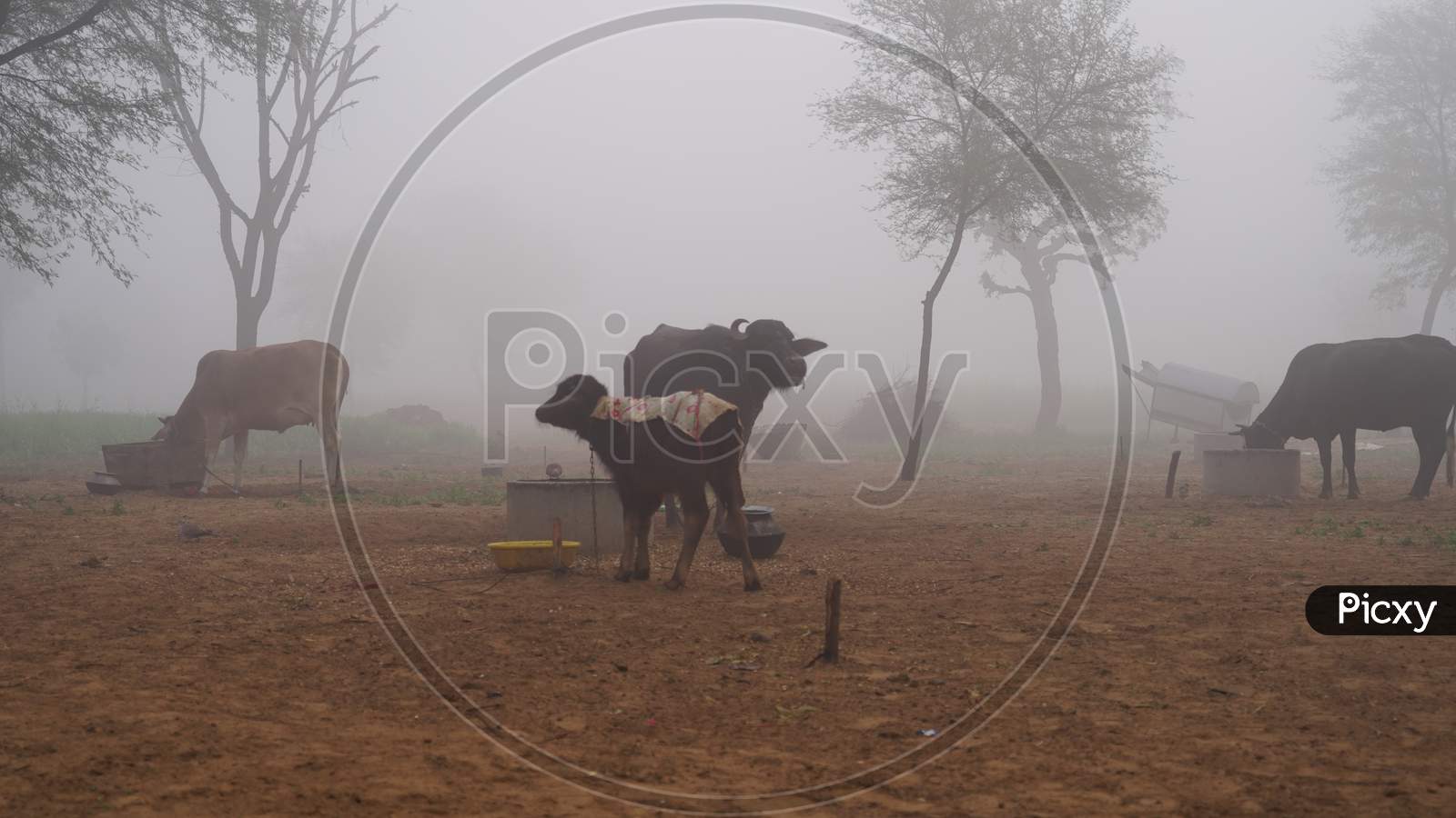 Winter Season, Animal Husbandry And Pets Facing The Cold Weather. Misty Foggy Morning In Background.