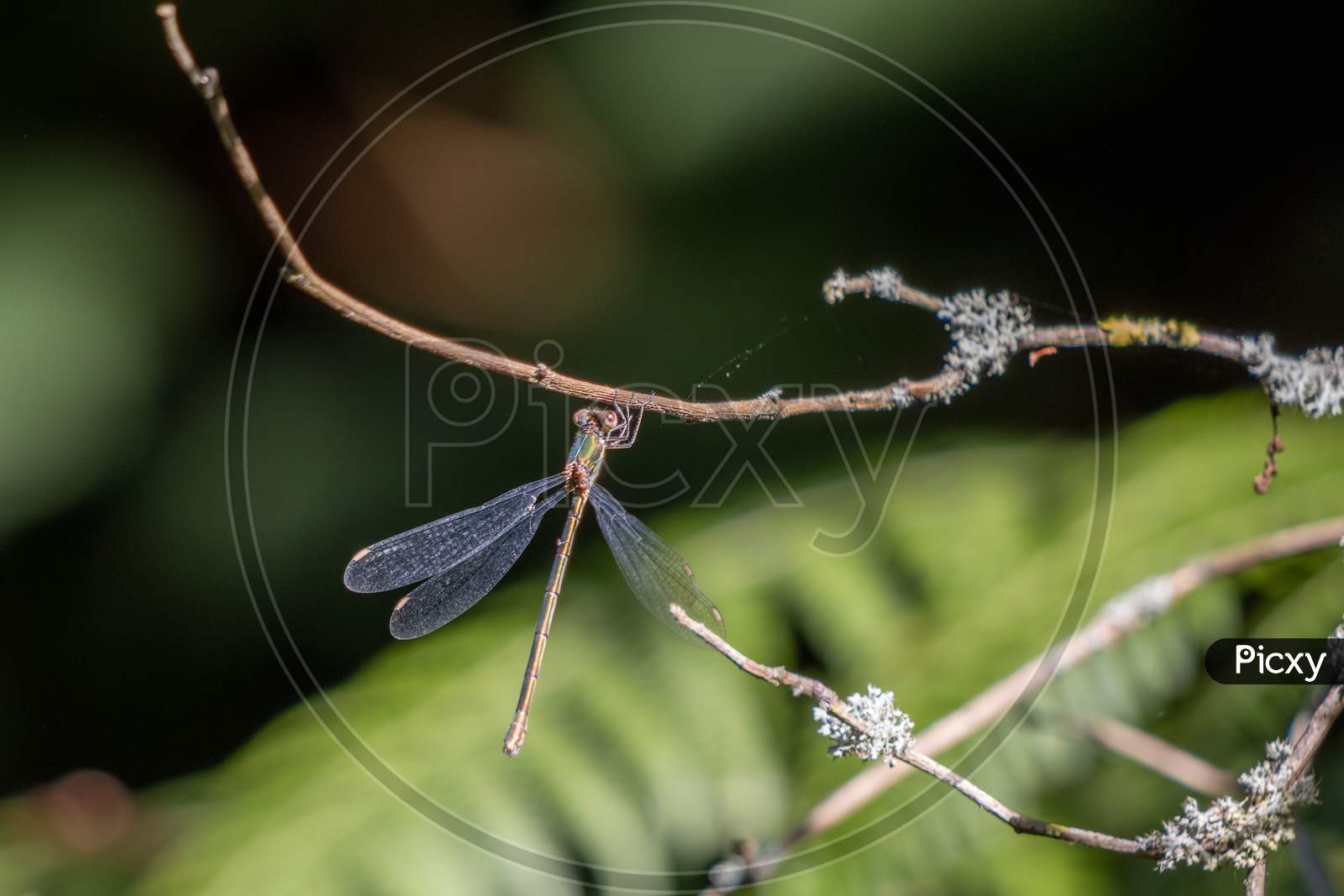 Willow Emerald Damselfly (Chalcolestes Viridis) Hanging From A Branch