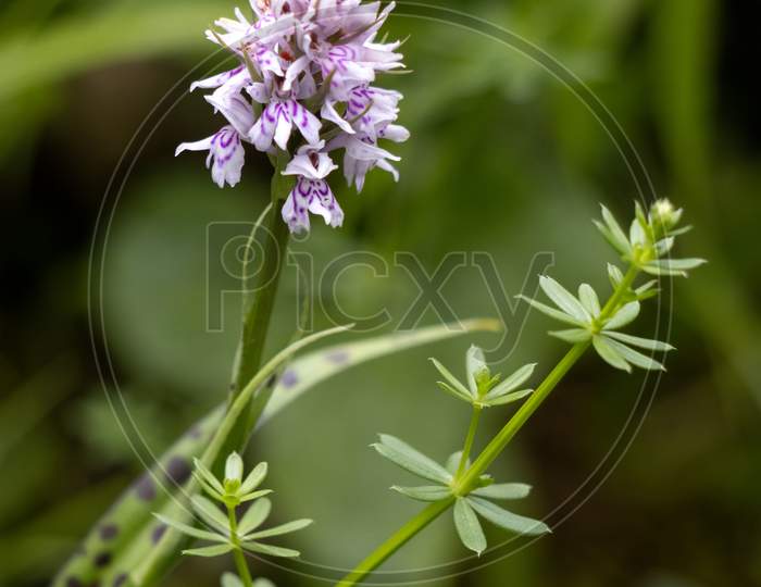 Heath Spotted Orchid (Dactylorhiza Maculata Ericetorum) Flowering In Summer