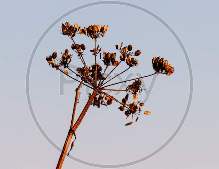 Dead Cow Parsley Illuminated By Early Morning Late Summer Sunshine