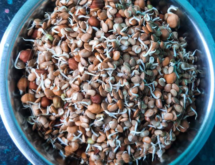 Sprouts Are The Premature Growth Of A Plant From A Germinated Seed.