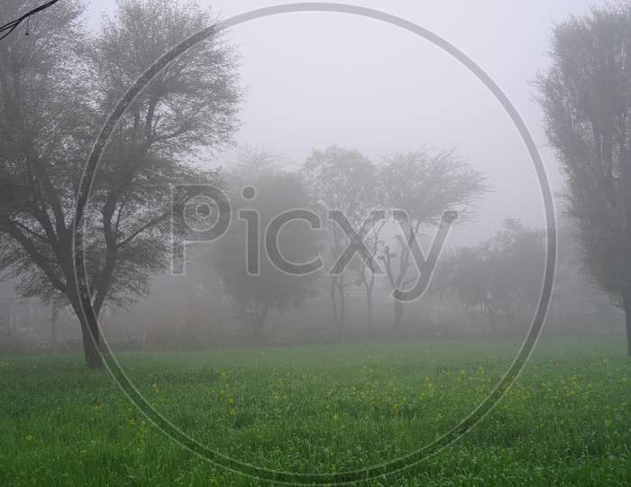Foggy Morning, Misty Landscape Of A Green Wheat Field. Winter Season Crops In India.