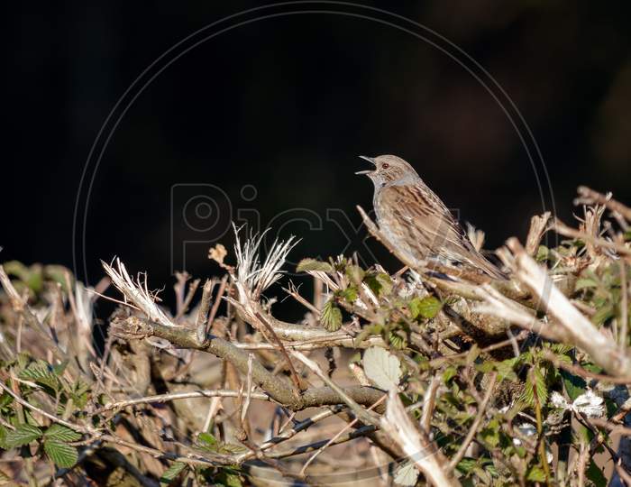 Hedge Accentor (Dunnock) In A Hedge In Sussex