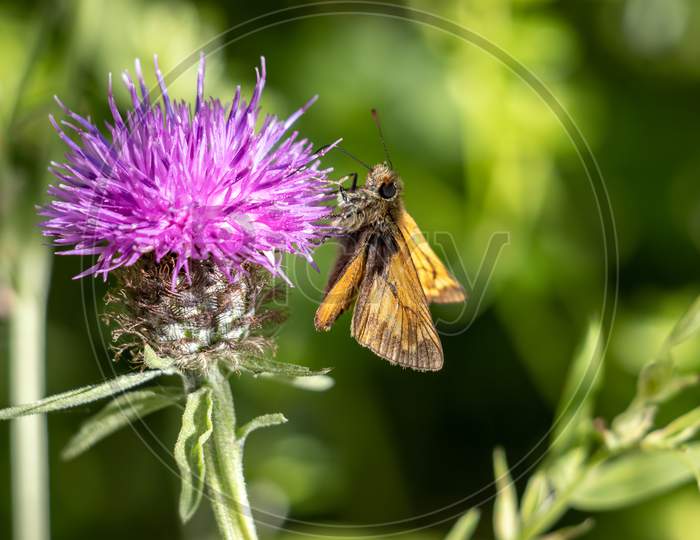 Large Skipper Butterfly (Ochlodes Venatus) Feeding On A Flower In The Summer Sunshine