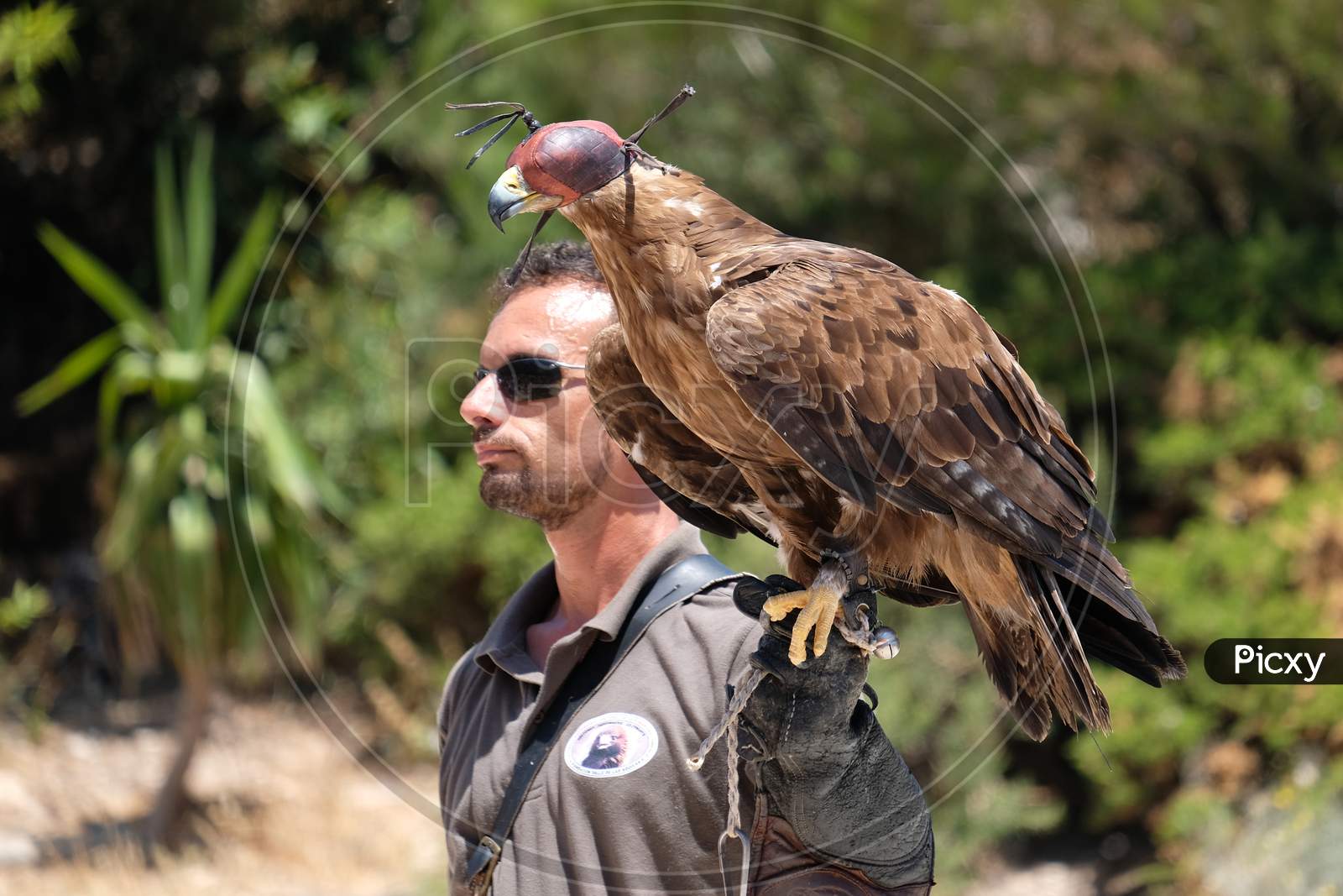 Man Holding A Golden Eagle (Aquila Chrysaetos)