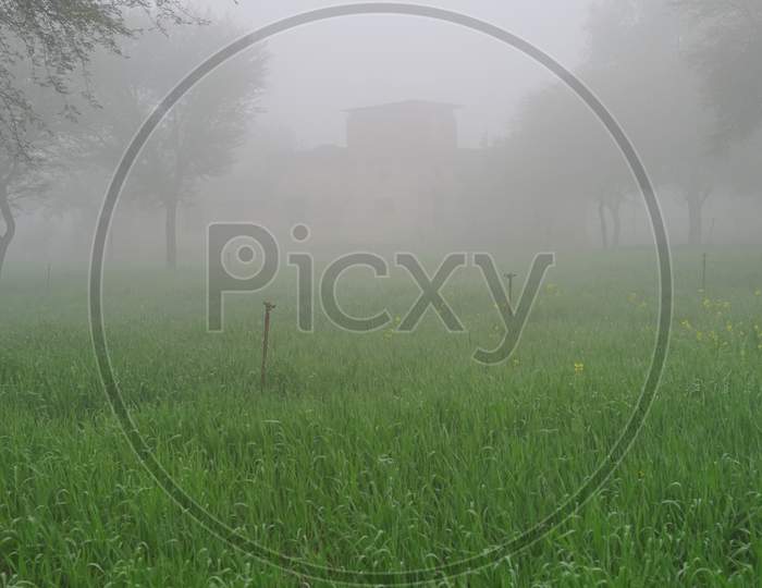 Mist Atmosphere In A Wheat Field. Heavy White Fog In North Indian State.