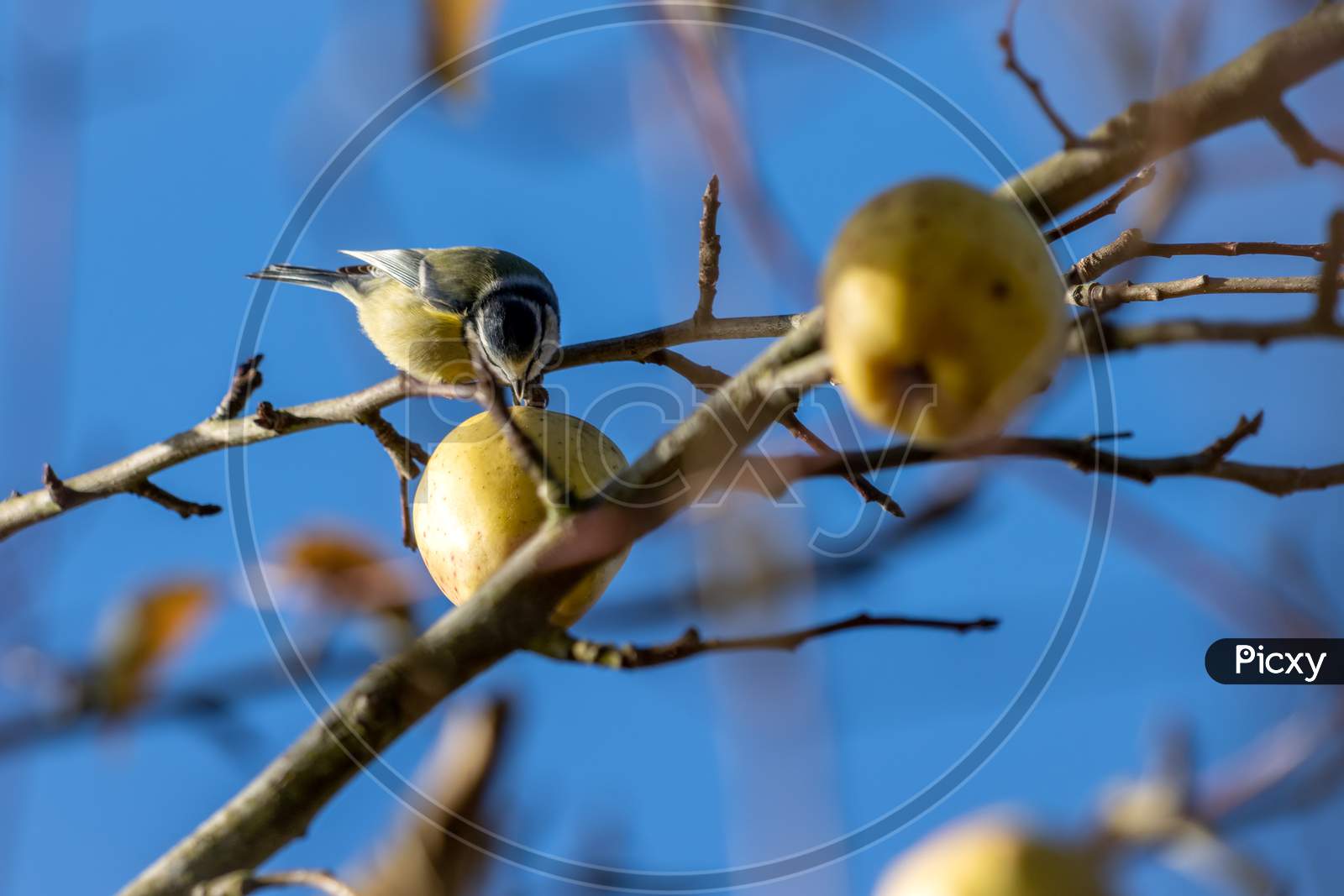 Blue Tit Eating A Wild Apple On A Sunny Autumn Day