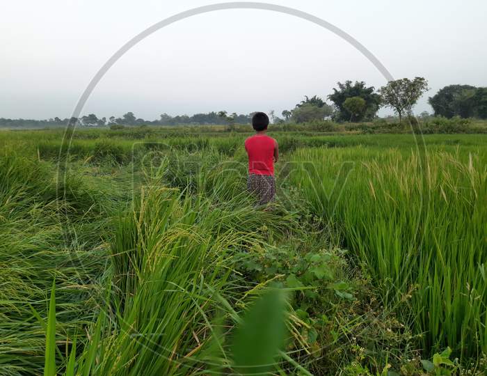 A boy is standing in a paddy field.
