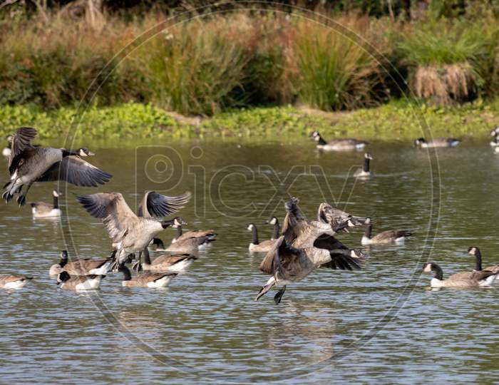 Canada Geese (Branta Canadensis) Arriving At A Lake In Sussex