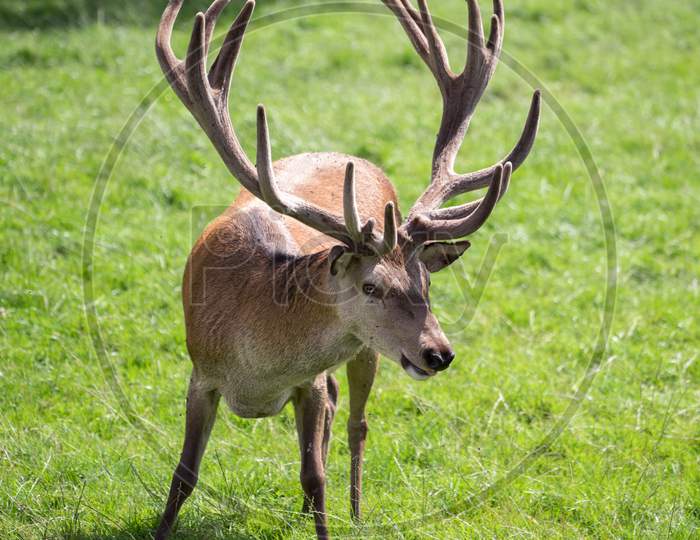 Red Deer (Cervus Elaphus)