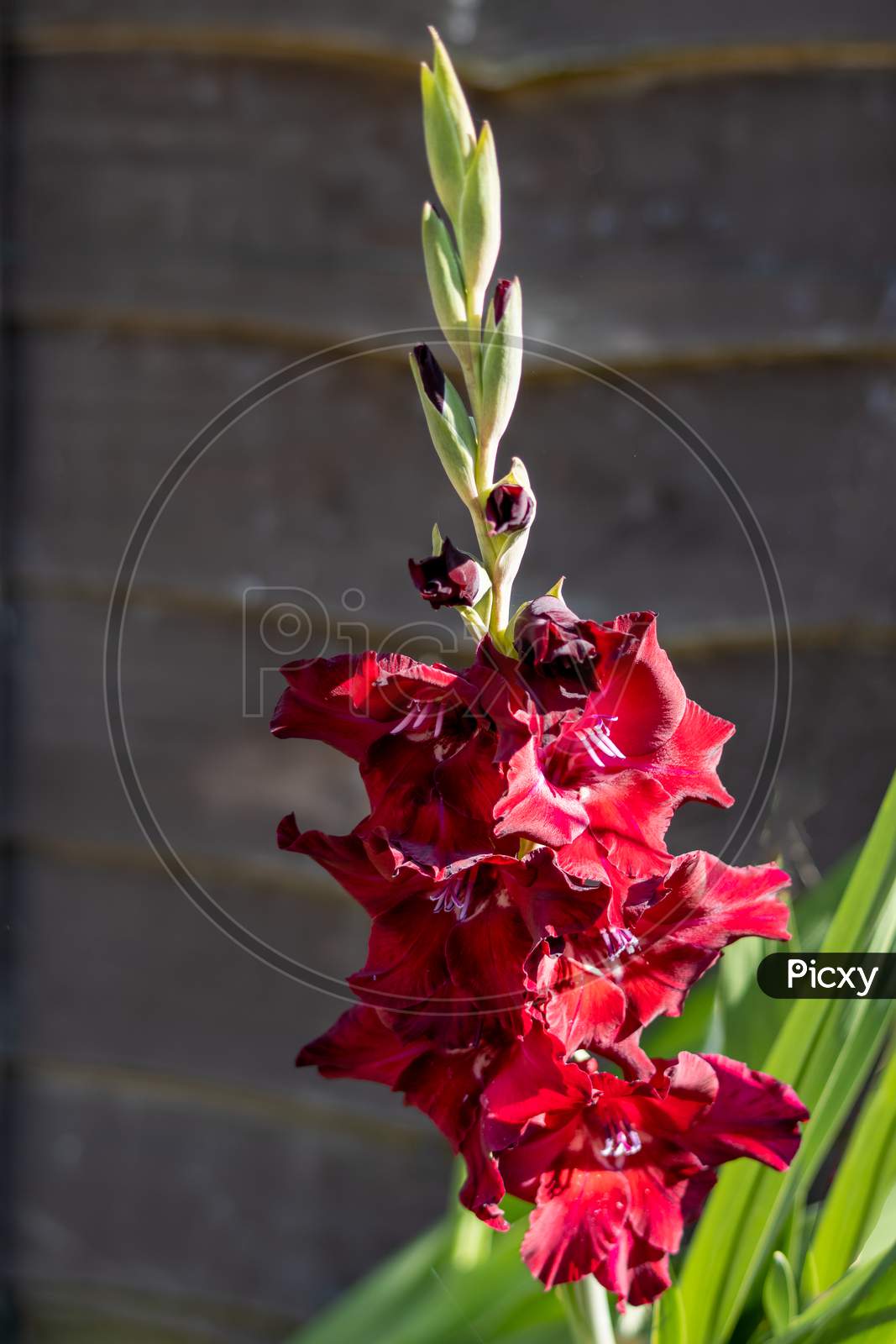 Deep Red Hybrid Gladiolus Flowering In An English Garden