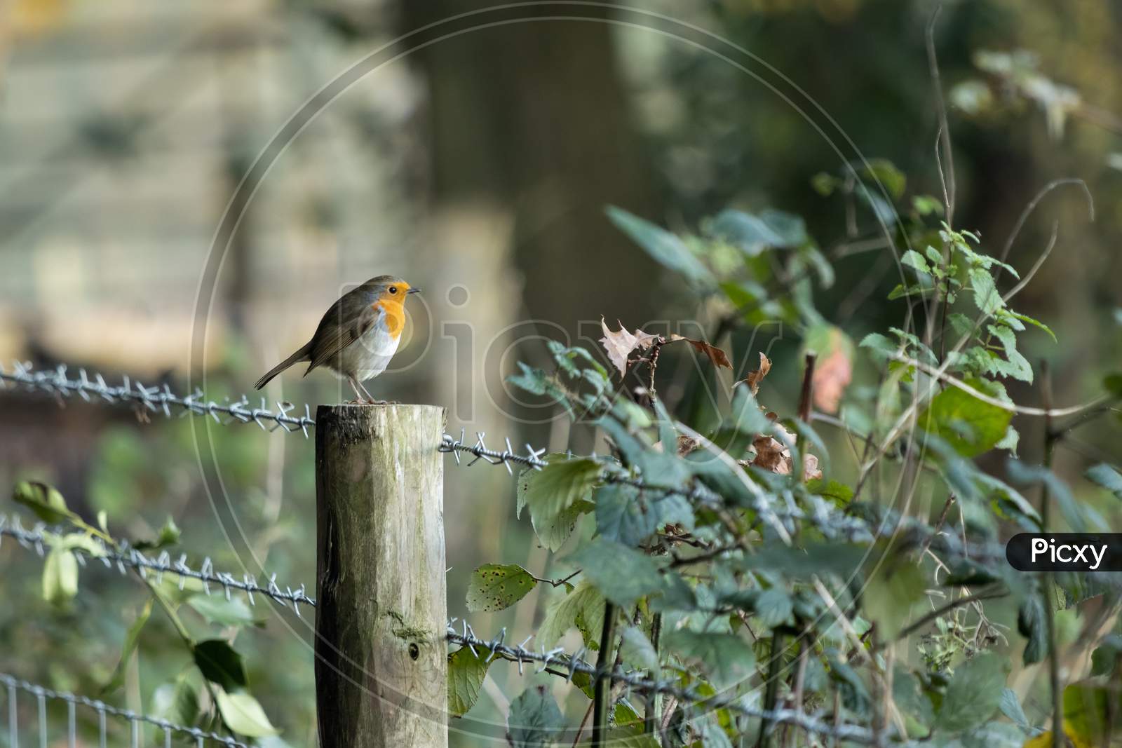 Robin Standing On A Wooden Fence Post