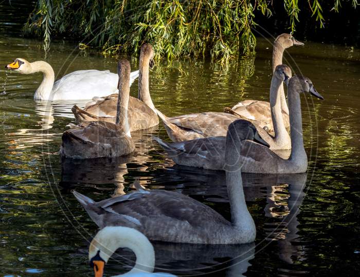 Mute Swans And  Cygnets Illuminated In The Sunshine On Hedgecourt Lake