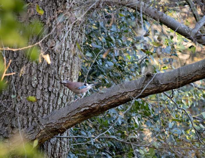 Inquisitive And Alert Eurasian Jay (Garrulus Glandarius) Lperched In A Tree