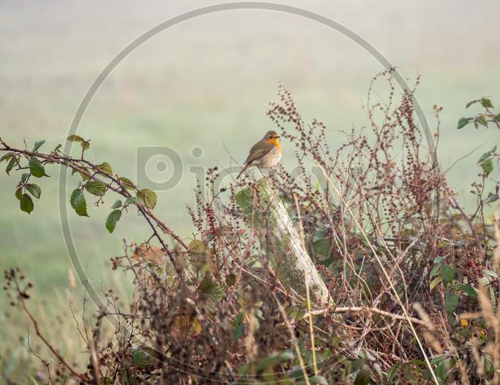 Robin Perched On A Wooden Post On A Misty Autumn Day