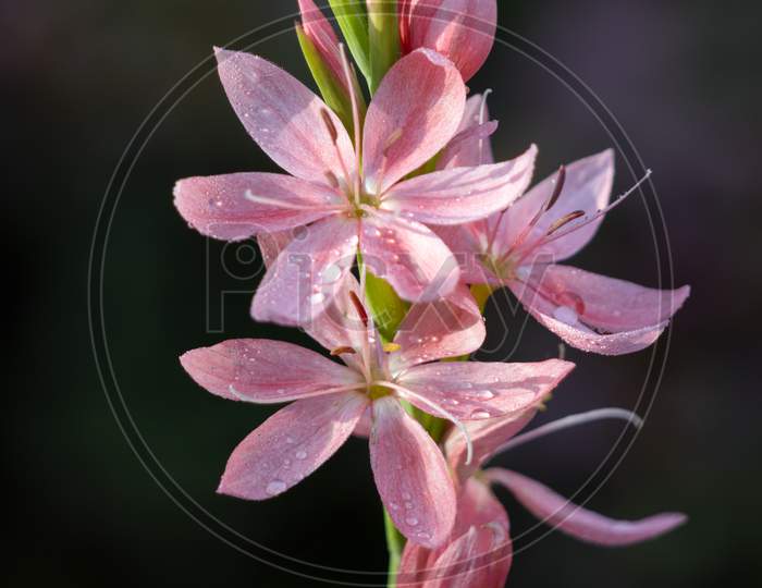 Kaffir Lily, Crimson Flag Lily (Hesperantha Coccinea)