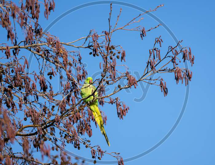 Parakeet Perched In A Tree In London