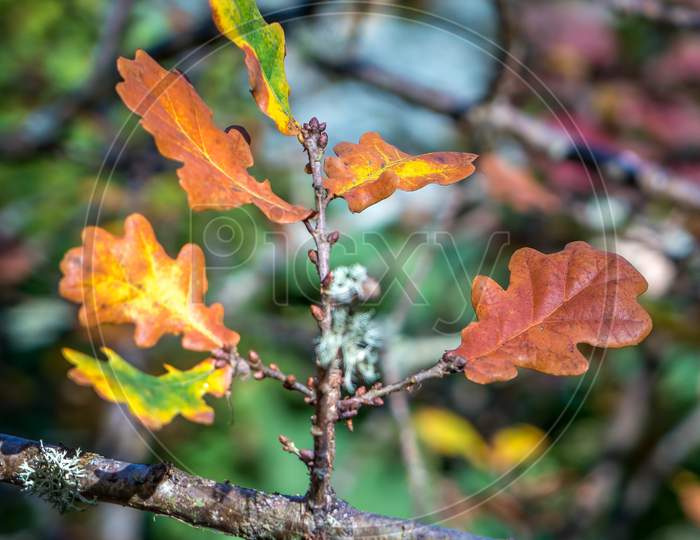 Oak Leaves Decaying On A Tree In Autumn