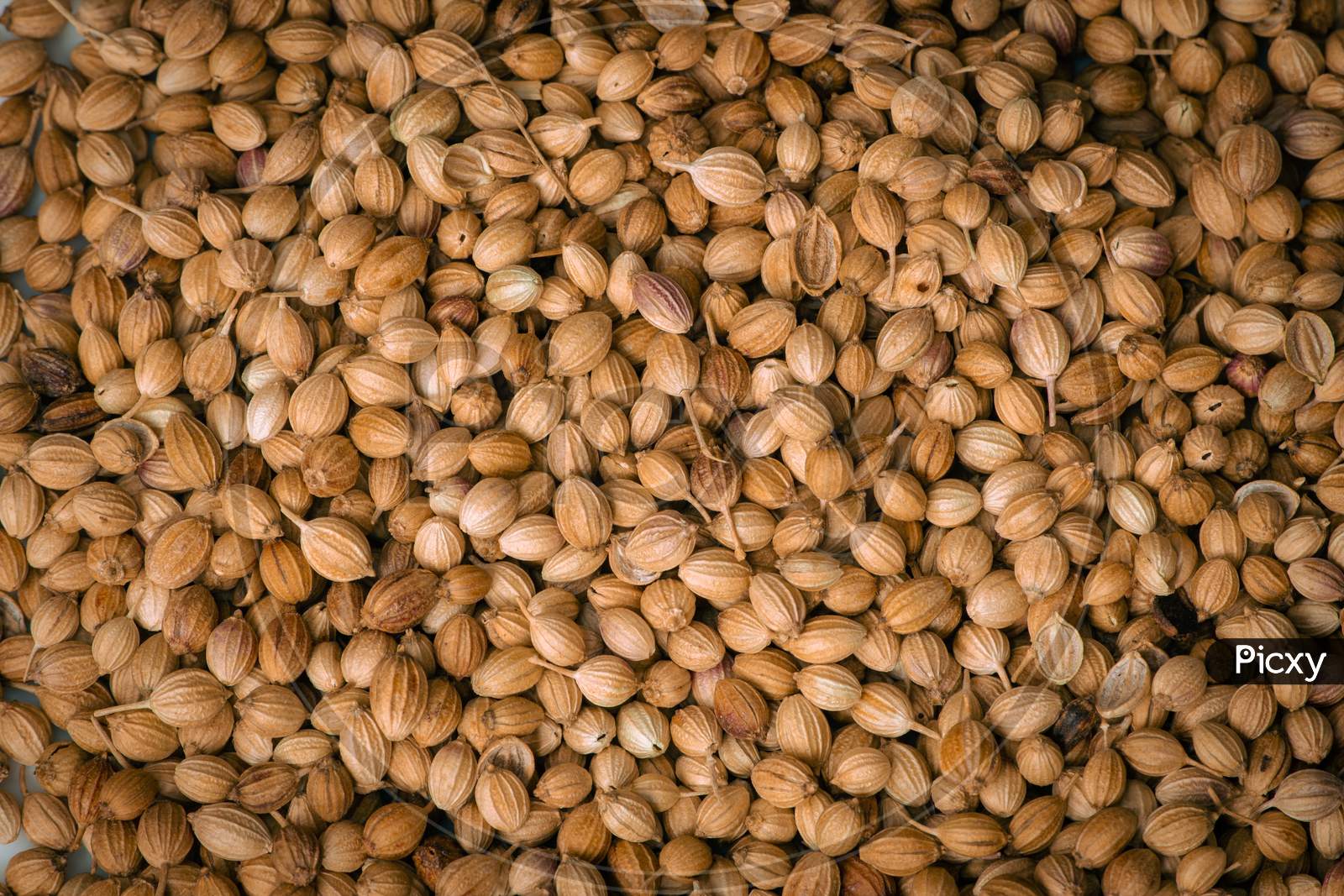 Top View Of Dried Coriander Fruits Also Known As Coriander Seeds.