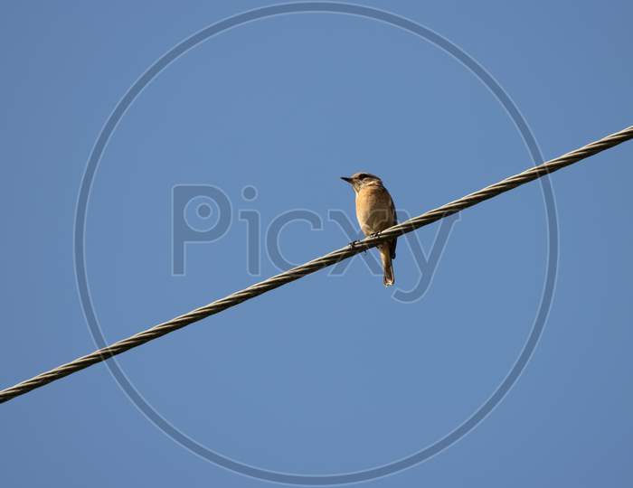 Common Whitethroat (Sylvia Communis) Perched On A Telephone Wire