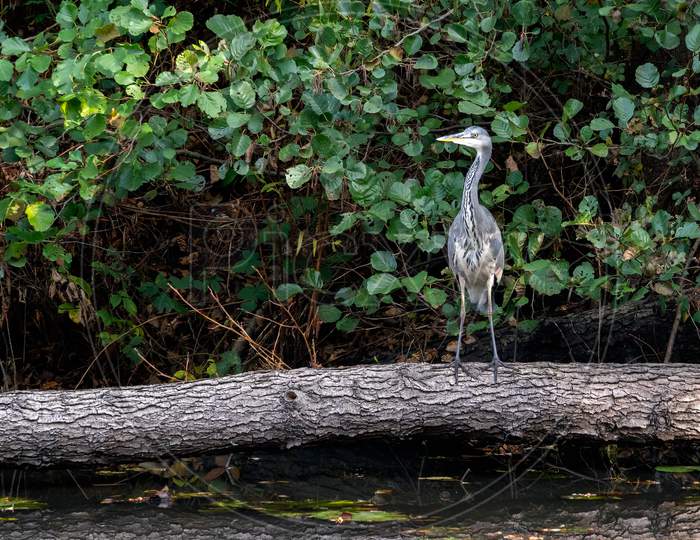 Grey Heron Standing On A Fallen Tree By A Lake In Surrey