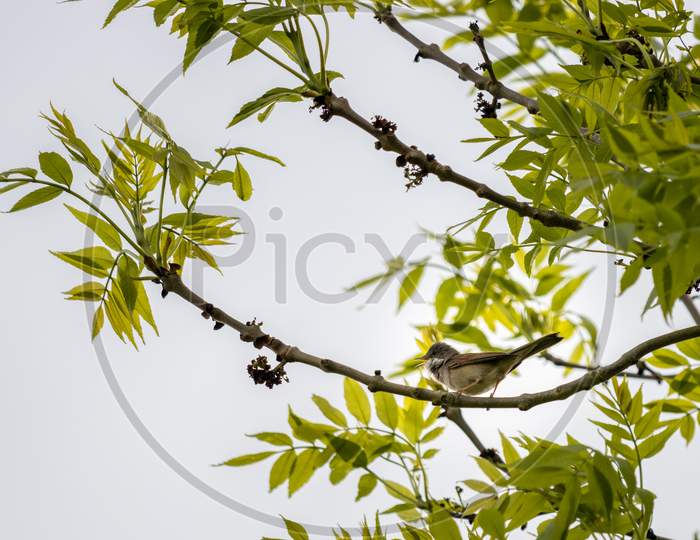 Common Whitethroat (Sylvia Communis) Perched In A Tree And Singing