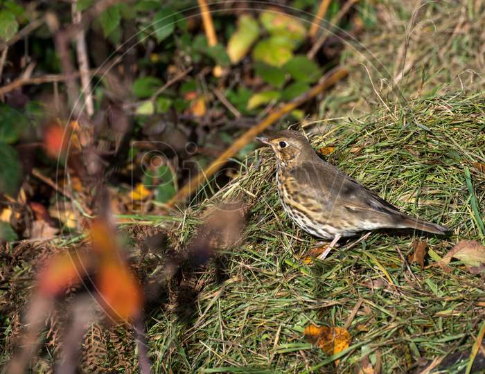 Song Thrush (Turdus Philomelos) Standing Onsome Grass Cuttings