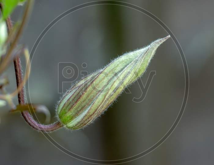 Clematis Bud About To Bloom In Summertime