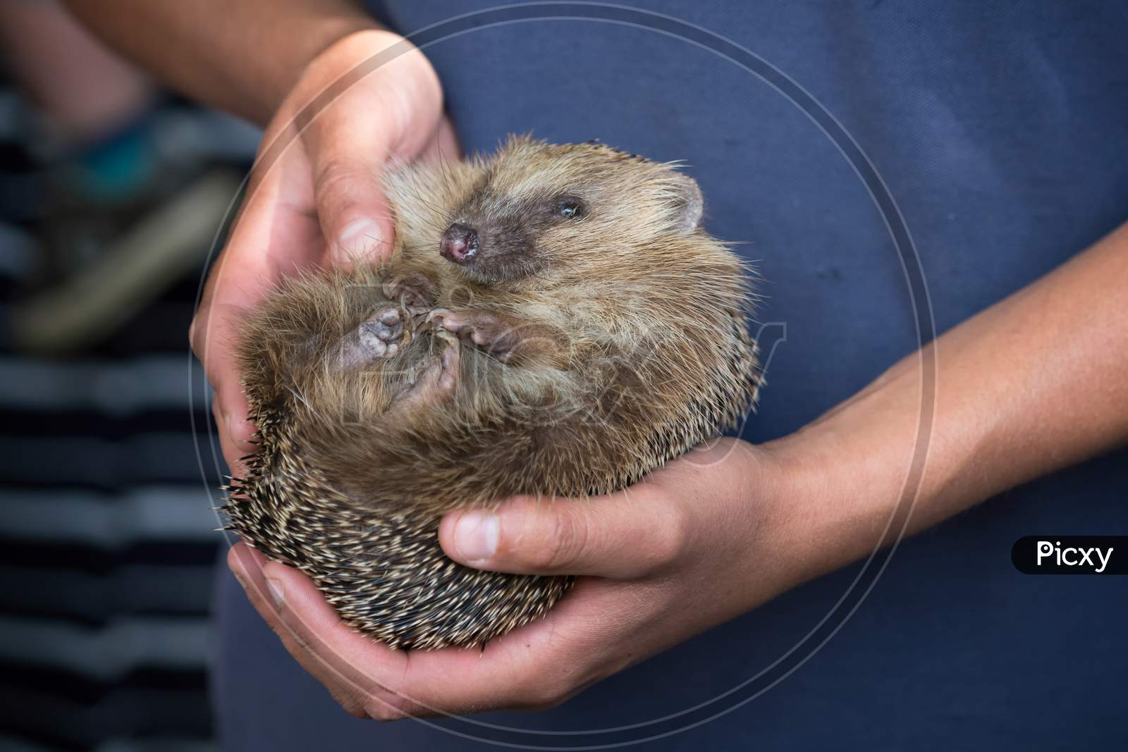 Person Holding A Young European Hedgehog (Erinaceus Europaeus)