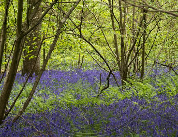 Bluebells In Staffhurst Woods Near Oxted Surrey