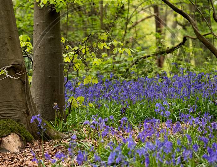 Bluebells In Staffhurst Woods Near Oxted Surrey