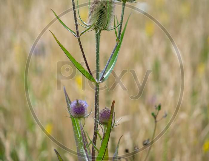 Teasels (Dipsacus) Flowering In The Sussex Countryside
