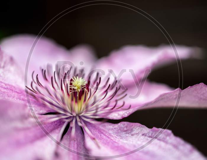 Close Up Of A Pink Clematis Flowering Blooming In The Summer Sunshine
