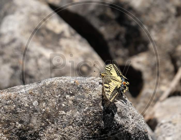 Swallowtail Butterfly At Mount Calamorro Near Benalmadena Spain