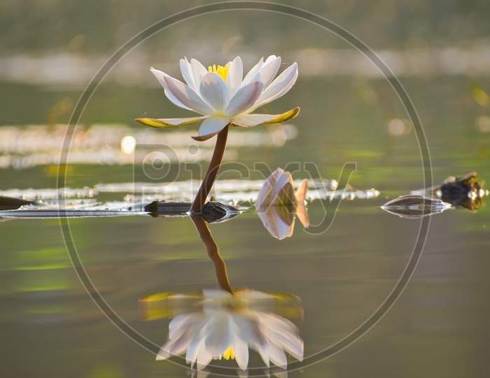 Beautiful Closeup Shot Of Blooming Lotus Flower With Reflection On Water Floating In Pond