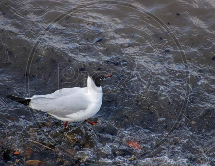 Black-Headed Gull Wading Along The River Thames