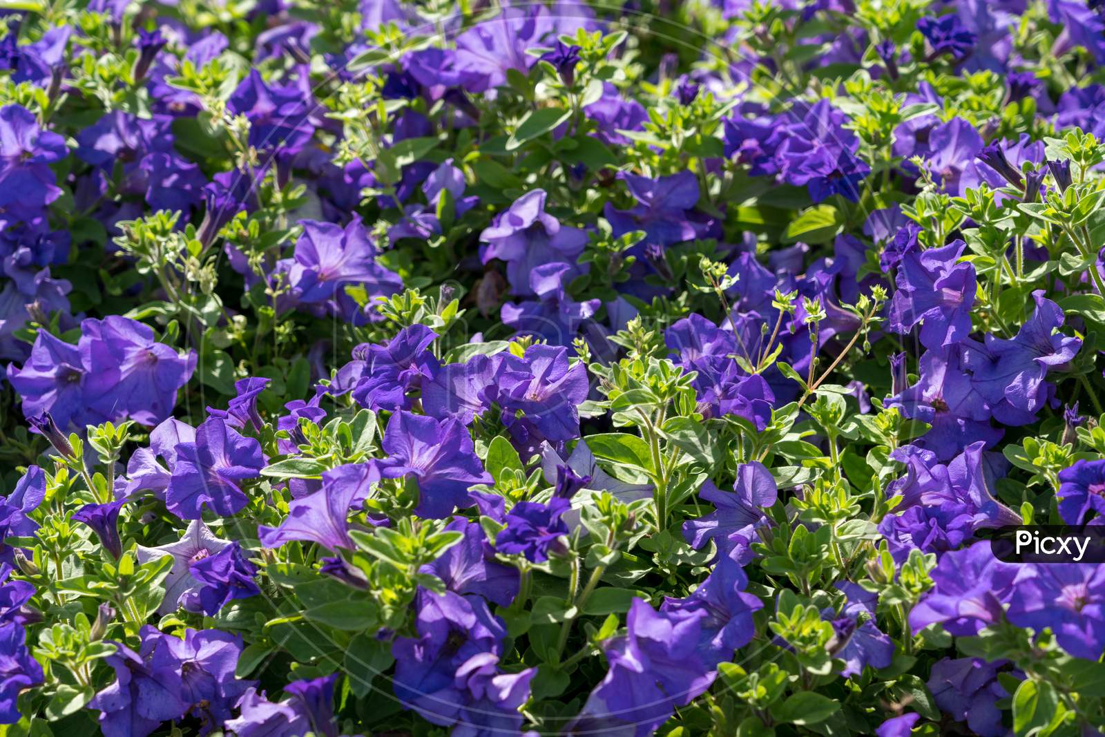 Display Of Blue Petunias In A Flowerbed In East Grinstead