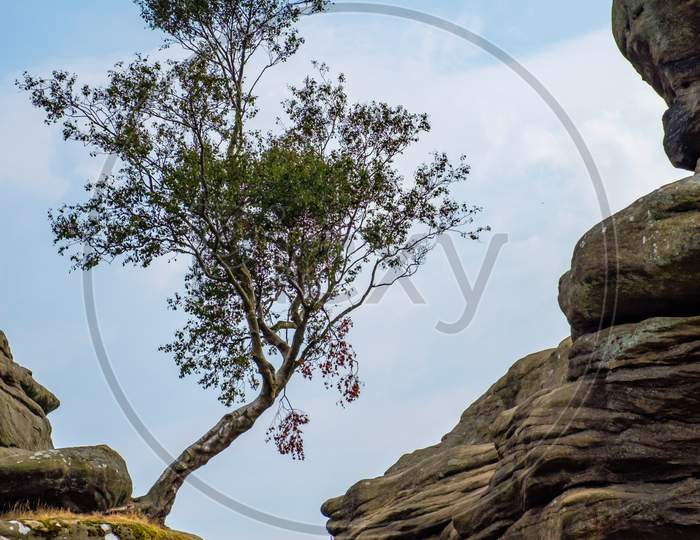 Scenic View Of A Tree Growing On Brimham Rocks In Yorkshire Dales National Park