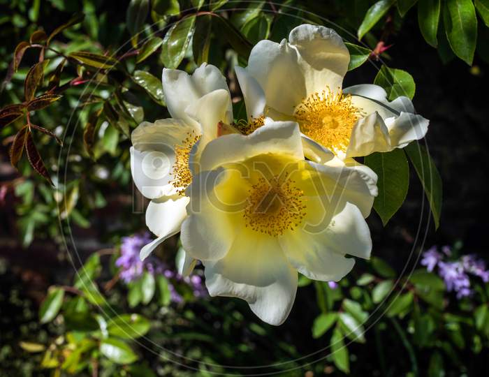 Cultivated Ornamental Dog Rose