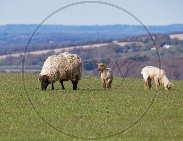 Sheep At Home On The South Downs In Sussex