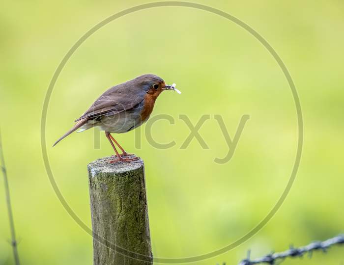 Robin Standing On A Wooden Post Having Caught An Insect