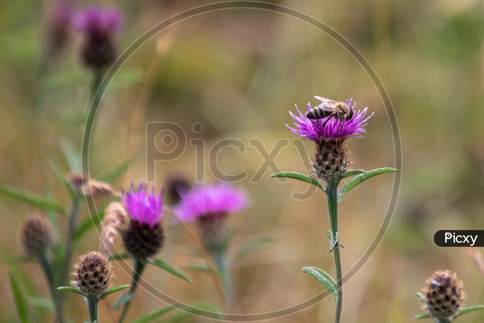Western Honey Bee (Apis Mellifera) Gathering Pollen From A Thistle